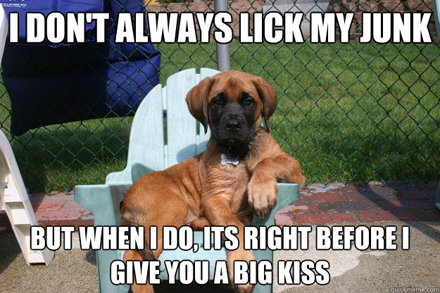 i don't always lick my junk but when i do, its right before i give you a big kiss  The Most Interesting Dog in the World