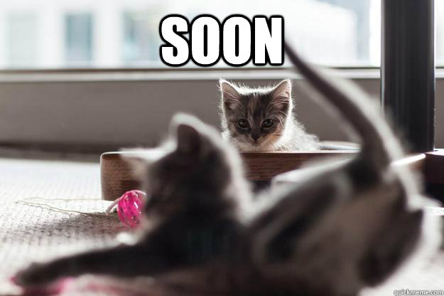 SOON  - SOON   Soon kitten