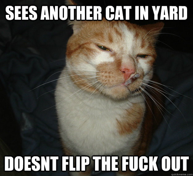 sees another cat in yard doesnt flip the fuck out - sees another cat in yard doesnt flip the fuck out  Cool Cat Craig