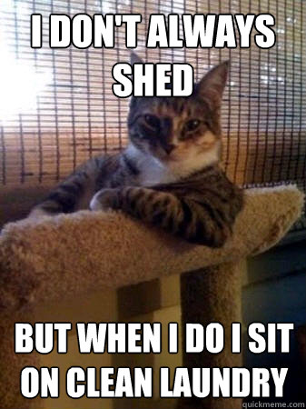i don't always shed but when i do i sit on clean laundry - i don't always shed but when i do i sit on clean laundry  The Most Interesting Cat in the World