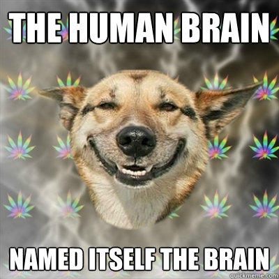 the human brain named itself the brain  Stoner Dog