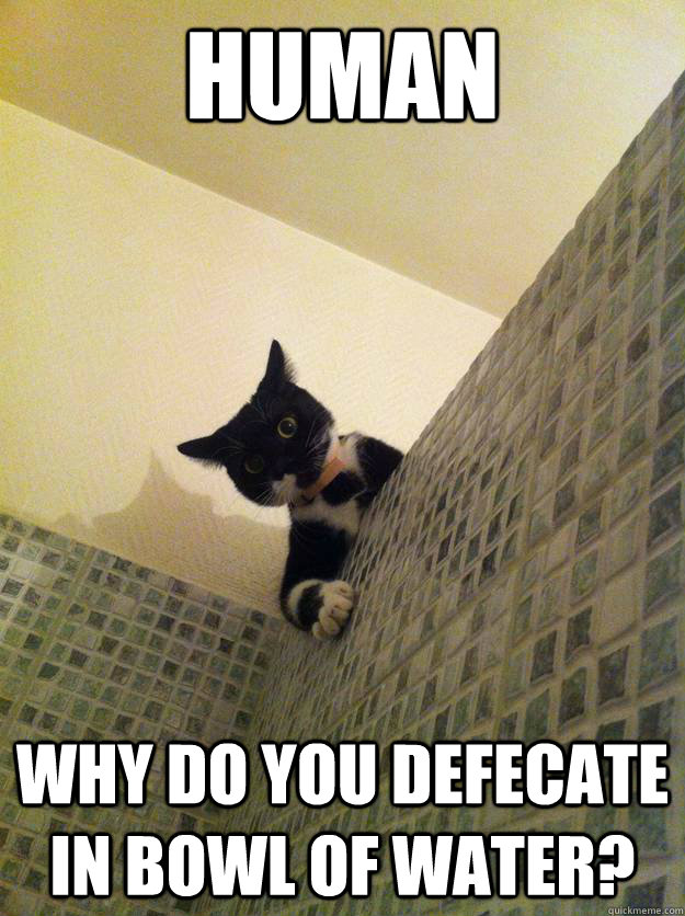 human Why do you defecate in bowl of water? - human Why do you defecate in bowl of water?  Incredulous Cat