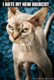 i hate my new haircut  bad haircut cat