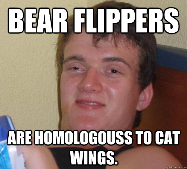 Bear flippers are homologouss to cat wings.  10 Guy