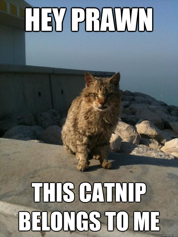 Hey prawn this catnip belongs to me  Bitter Cat