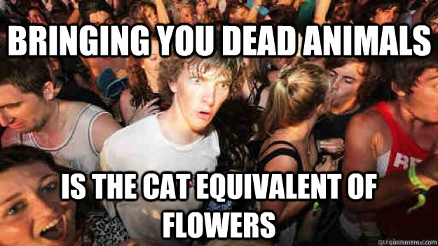 Bringing you dead animals Is the cat equivalent of flowers  Sudden Clarity Clarence