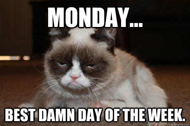 Monday... Best Damn Day of the week. - Monday... Best Damn Day of the week.  Monday Cat