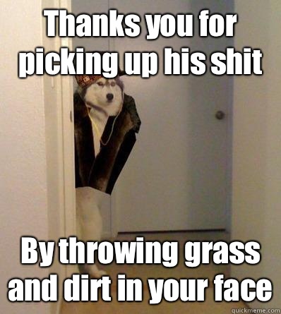 Thanks you for picking up his shit By throwing grass and dirt in your face  Scumbag dog