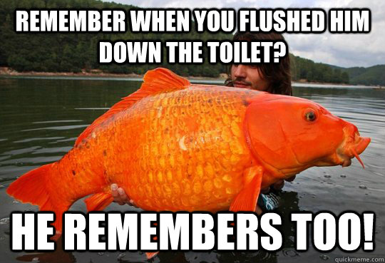 Remember when you flushed him down the toilet? He remembers too! - Remember when you flushed him down the toilet? He remembers too!  Goldfish