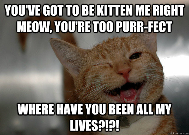 You've got to be kitten me right meow, you're too Purr-fect Where have you been all my lives?!?!  