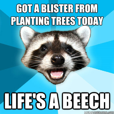 got a blister from planting trees today LIFE'S A BEECH  Lame Pun Raccoon