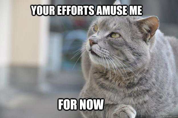 Your efforts amuse me For now - Your efforts amuse me For now  Cynical Cat