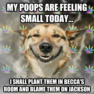 My poops are feeling small today... I shall plant them in Becca's room and blame them on Jackson  Stoner Dog