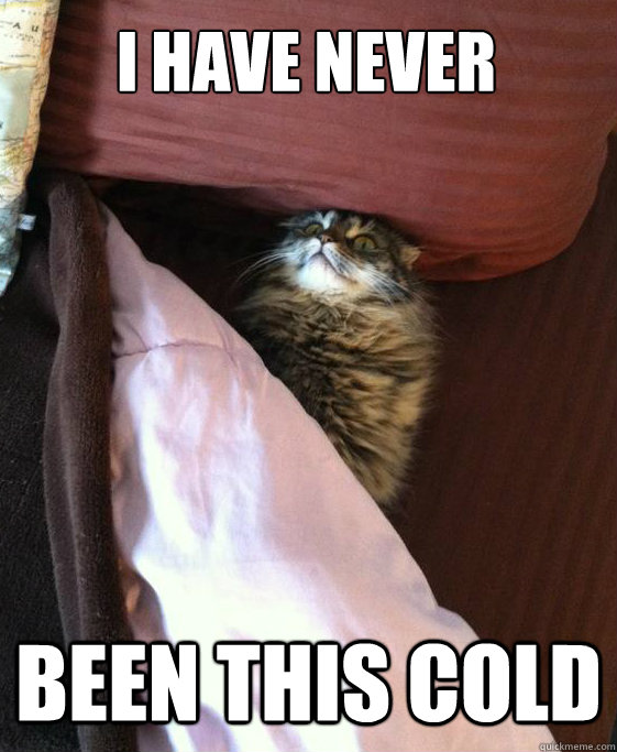 I HAVE NEVER Been this cold  Bed Cat