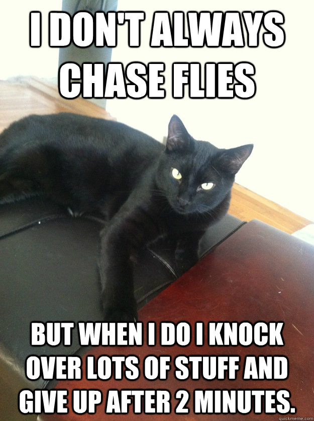 I don't always chase flies But when I do I knock over lots of stuff and give up after 2 minutes. - I don't always chase flies But when I do I knock over lots of stuff and give up after 2 minutes.  most interesting fly hunter