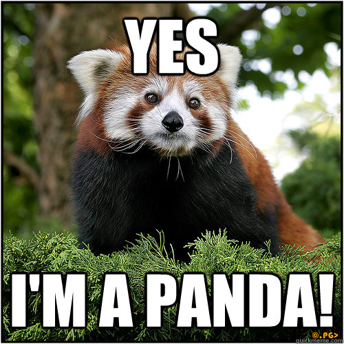 Yes I'm a panda!  Shady drug dealer red panda