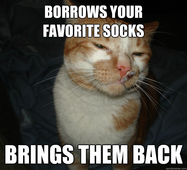 Borrows your
favorite socks Brings them back  Cool Cat Craig