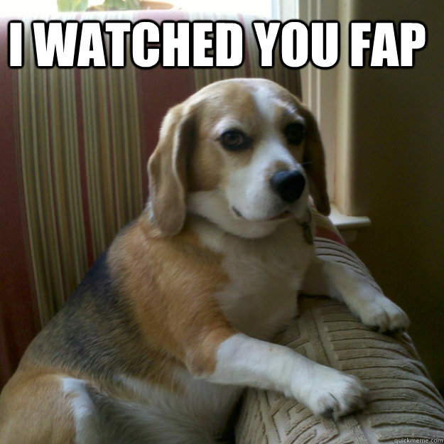 I watched you fap   judgmental dog
