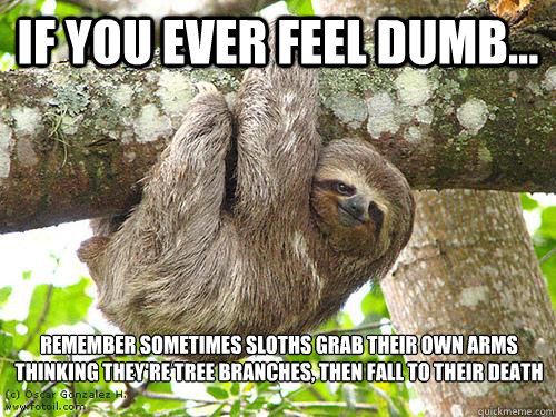 If you ever feel dumb... remember sometimes sloths grab their own arms thinking they're tree branches, then fall to their death - If you ever feel dumb... remember sometimes sloths grab their own arms thinking they're tree branches, then fall to their death  Patient Sloth