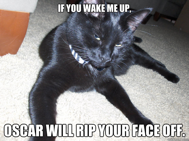 If you wake me up,  Oscar will rip your face off.  Sleazy Black Cat