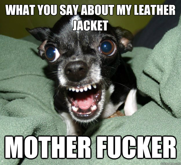 what you say about my leather jacket  mother fucker   Chihuahua Logic