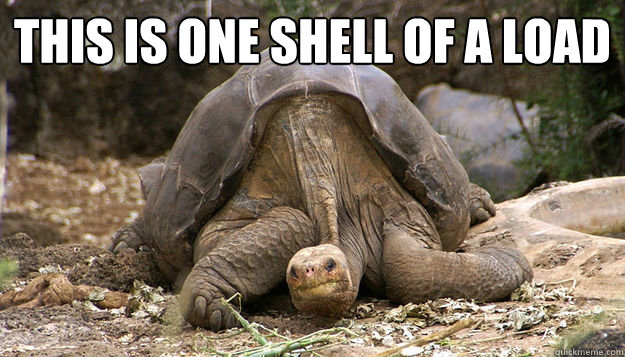 THIS IS ONE SHELL of a load  - THIS IS ONE SHELL of a load   Disgruntled Turtle