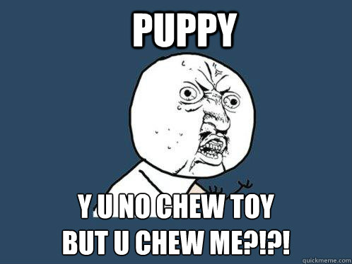 PUPPY y u no chew toy 
but u chew me?!?!  Y U No