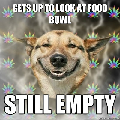 Gets up to look at food bowl still empty  Stoner Dog