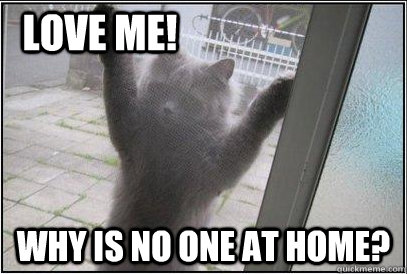 Why is no one at home? LOVE ME! - Why is no one at home? LOVE ME!  Stalker Cat