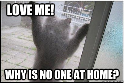 Why is no one at home? LOVE ME!  Stalker Cat