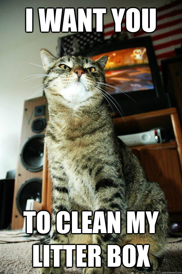I Want you to clean my litter box - I Want you to clean my litter box  America Cat