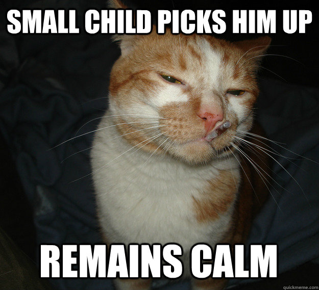 Small child picks him up Remains calm  Cool Cat Craig