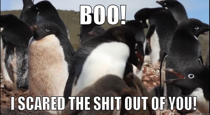 BOO! I SCARED THE SHIT OUT OF YOU! Misc