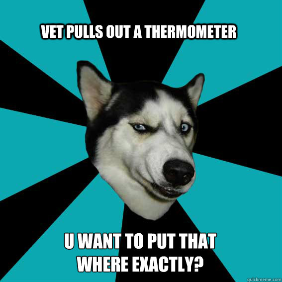 vet pulls out a thermometer u want to put that where exactly?  