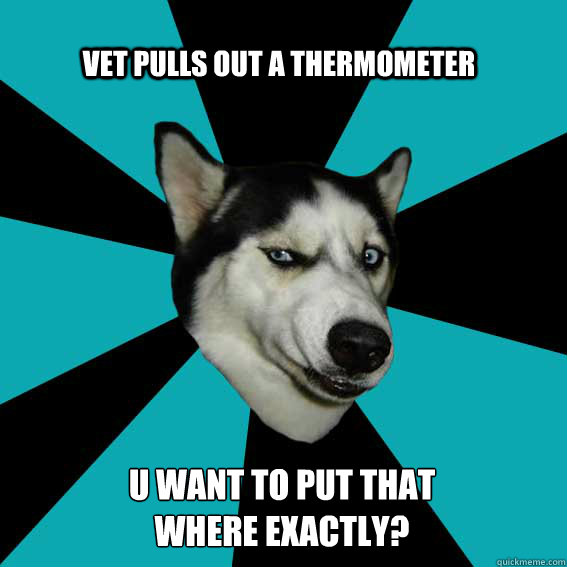 vet pulls out a thermometer u want to put that where exactly?  Disgusted Dog