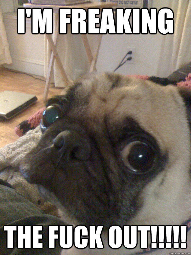 I'm Freaking the fuck out!!!!!  Nervous Pug