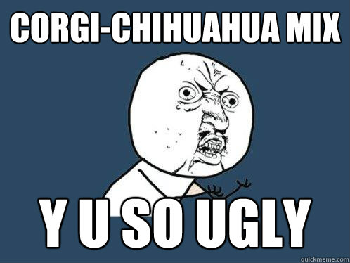 CORGI-Chihuahua mix Y U SO UGLY  Y U No