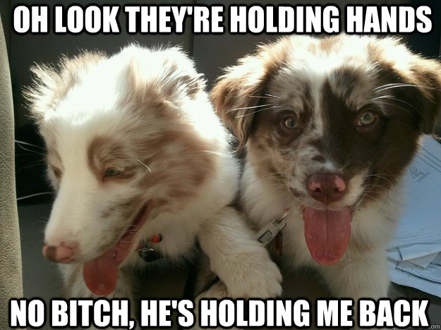 Oh look they're holding hands No bitch, he's holding me back  adorable dogs