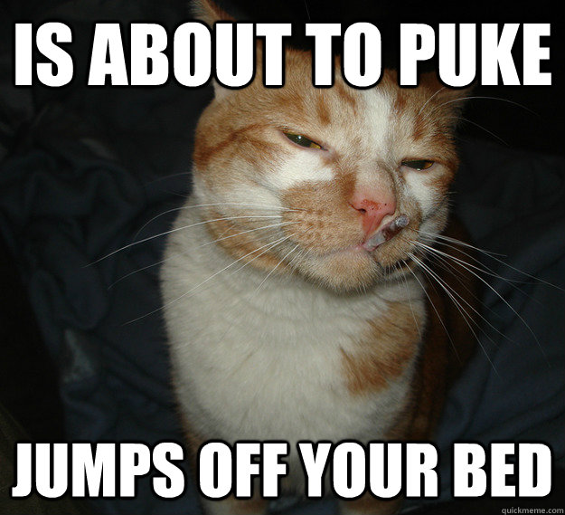 Is about to puke jumps off your bed   Good Guy Cat