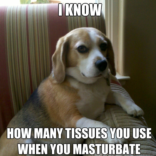 i know  how many tissues you use when you masturbate  judgmental dog