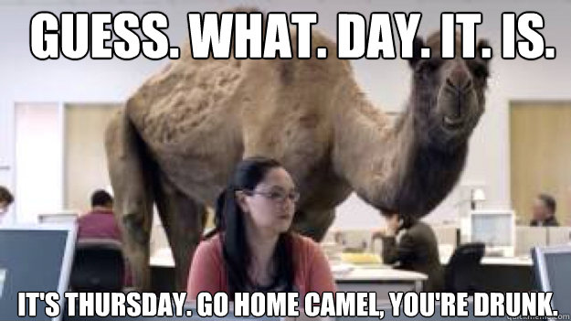 GUESS. WHAT. DAY. IT. IS. It's Thursday. Go home camel, you're drunk.  Caption 3 goes here - GUESS. WHAT. DAY. IT. IS. It's Thursday. Go home camel, you're drunk.  Caption 3 goes here  camel