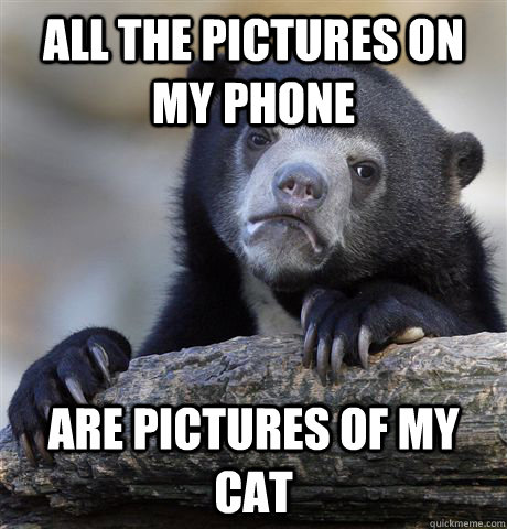 All the pictures on my phone are pictures of my cat  Confession Bear