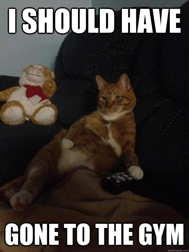 i should have gone to the gym  Lazy cat