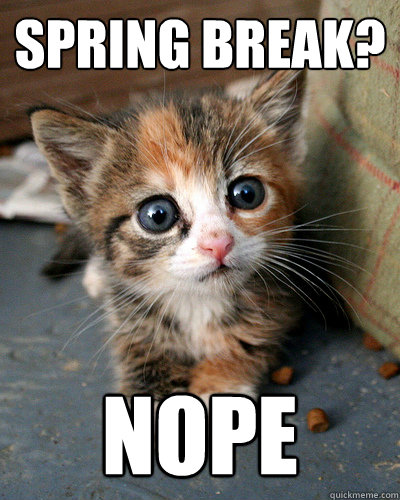 Spring break? Nope - Spring break? Nope  Thesis Kitten