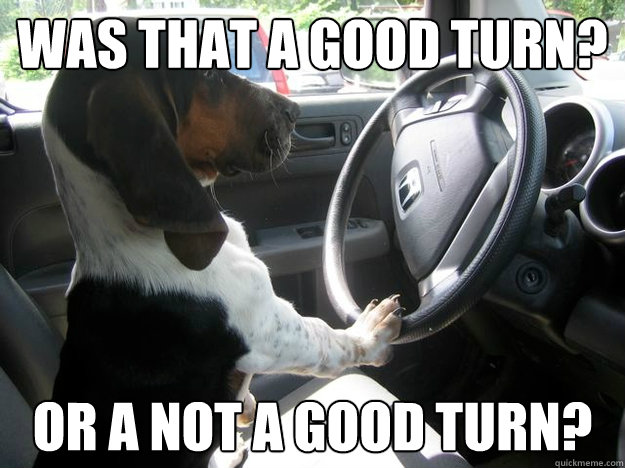 Was that a good turn? or a not a good turn?  Driving Dog