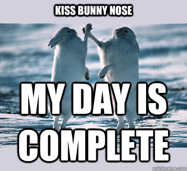 kiss bunny nose my day is complete  Bunny Bros