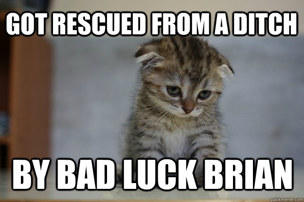Got rescued from a ditch by bad luck brian  Sad Kitten