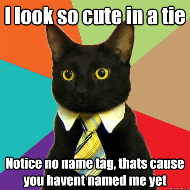I look so cute in a tie Notice no name tag, thats cause you havent named me yet  Business Cat