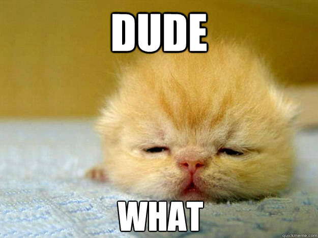 DUDE WHAT - DUDE WHAT  Stoned Kitten
