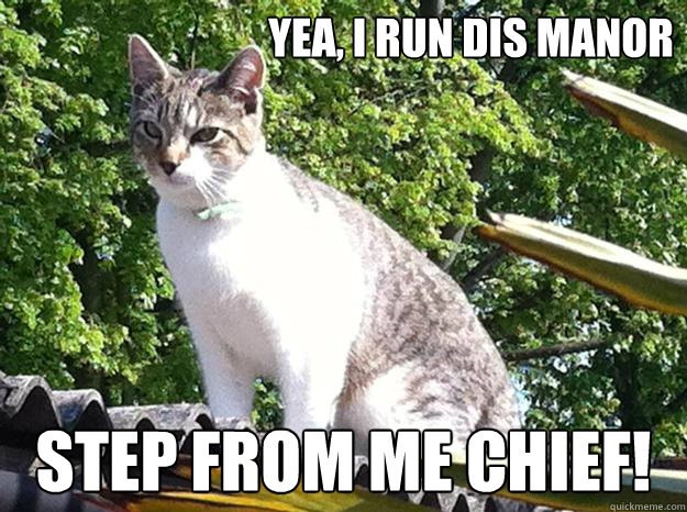 Yea, I run dis manor step from me chief!  Chief Cat